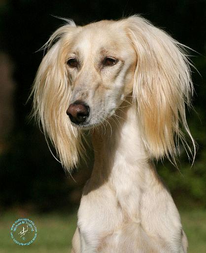 Saluki 9Y392D-040.JPG